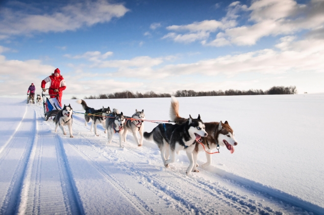 Corporate events agency seminars and incentives activity sled dog